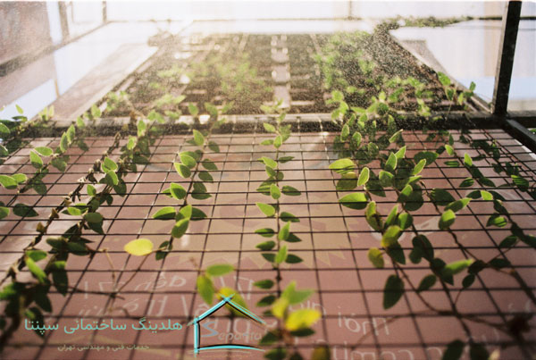 نقش گیاهان در نمای ساختمان